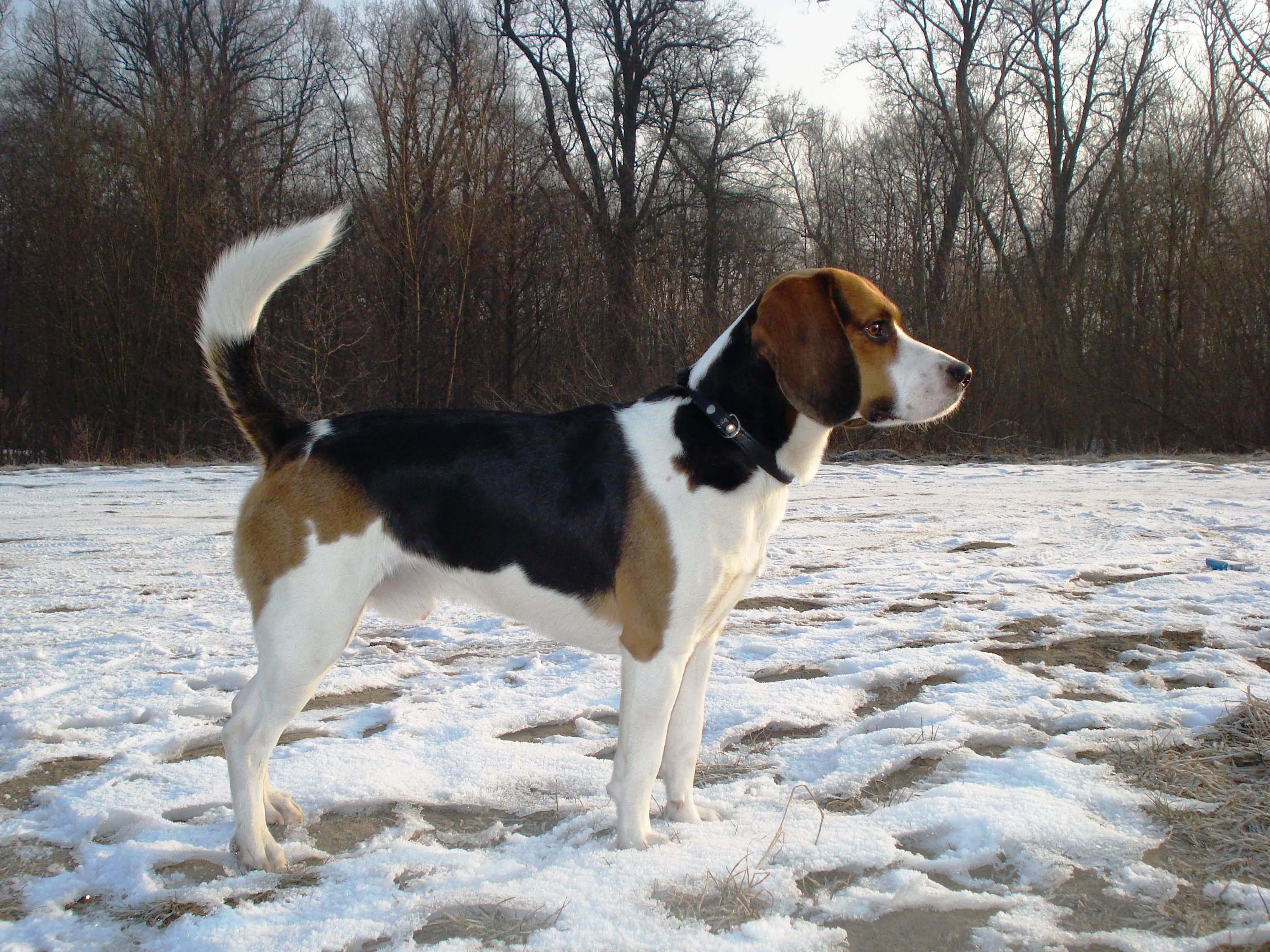 Beagle Dog Standing On Snow