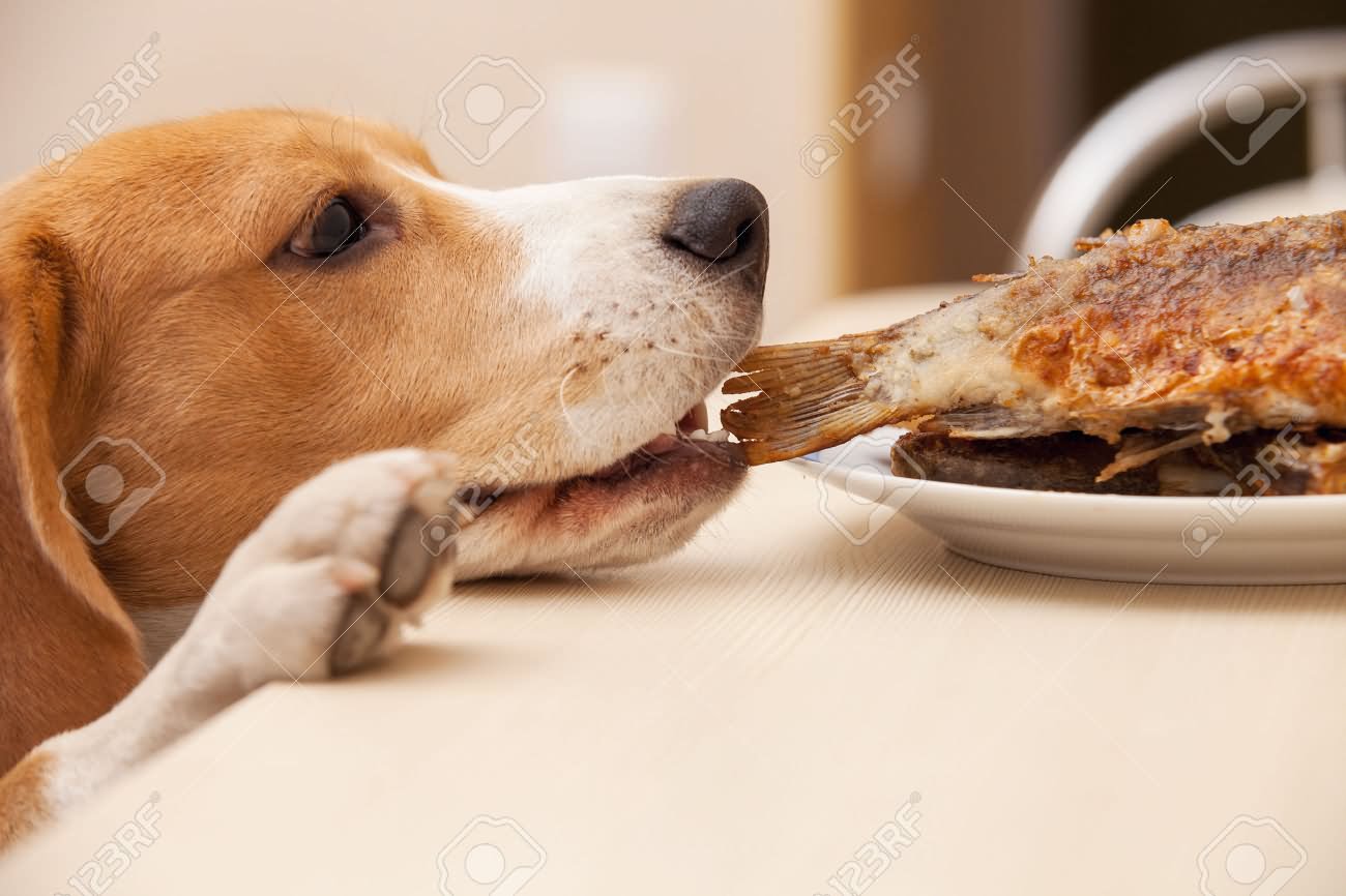 Beagle Dog Try To Scrounge A Fish From Table