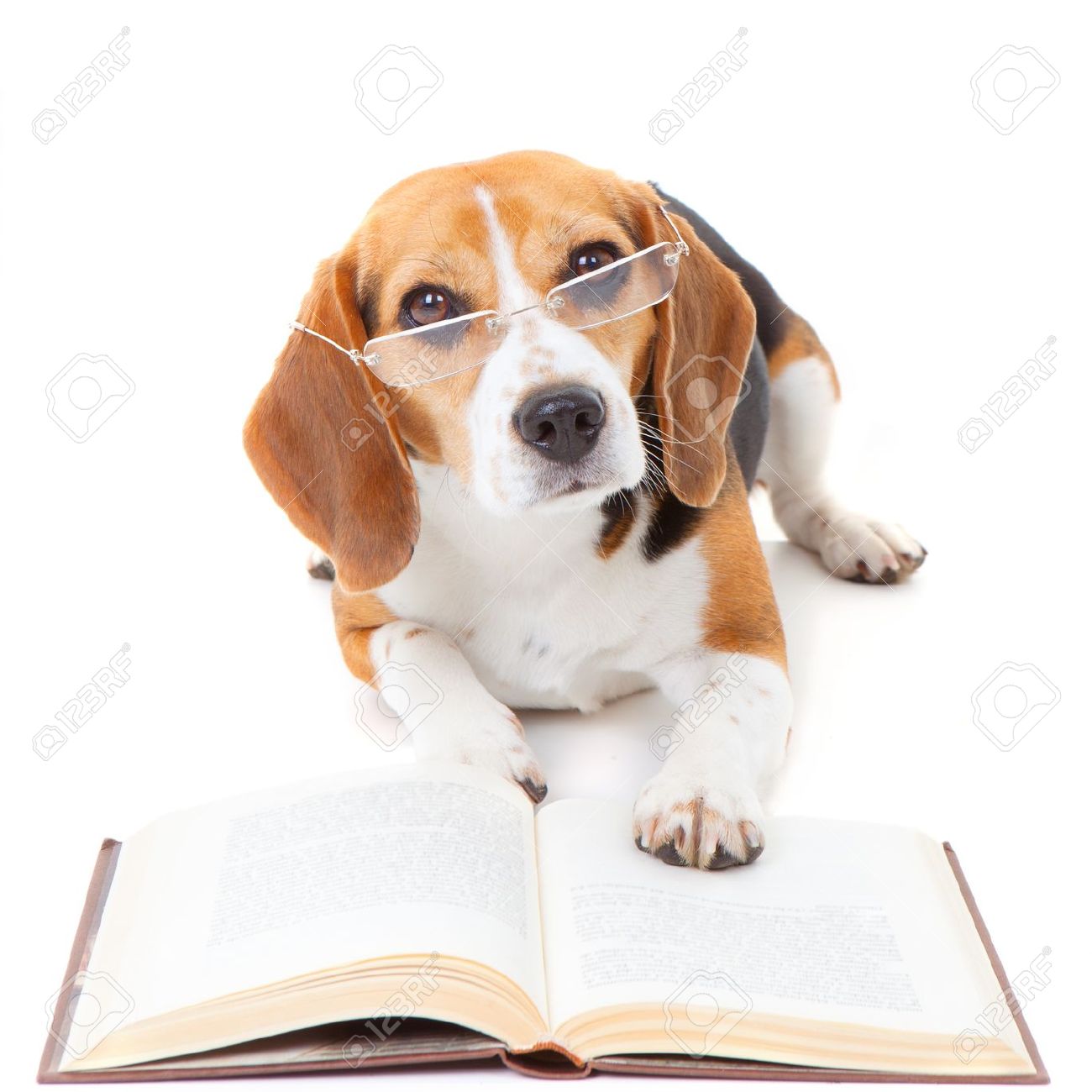 Beagle Dog Wearing Glasses Reading Book'