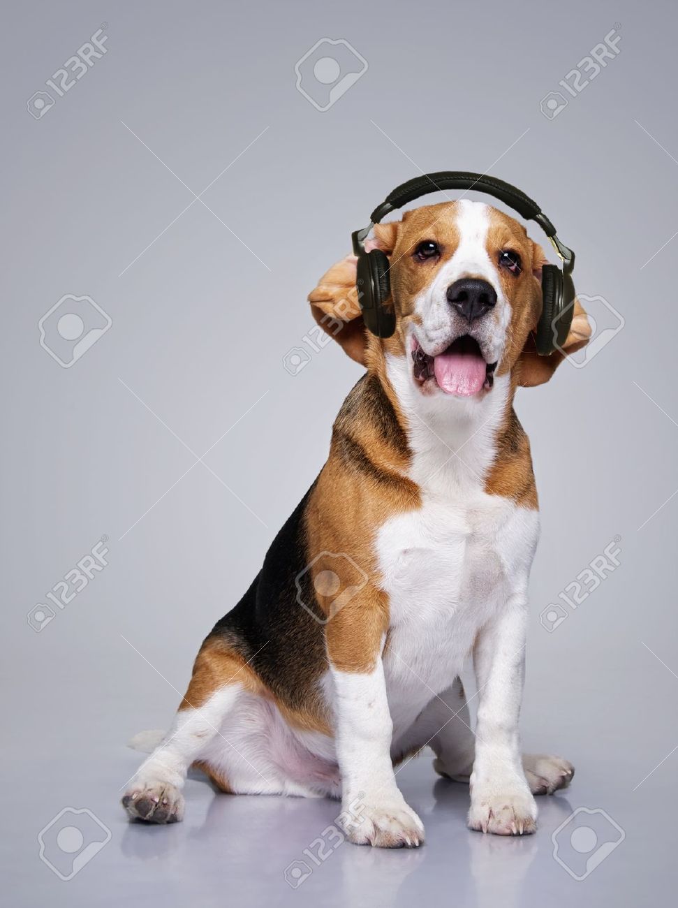 Beagle Dog Wearing Headphones