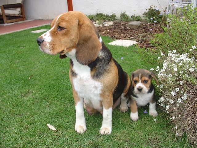 Beagle Dog With Puppy In Garden