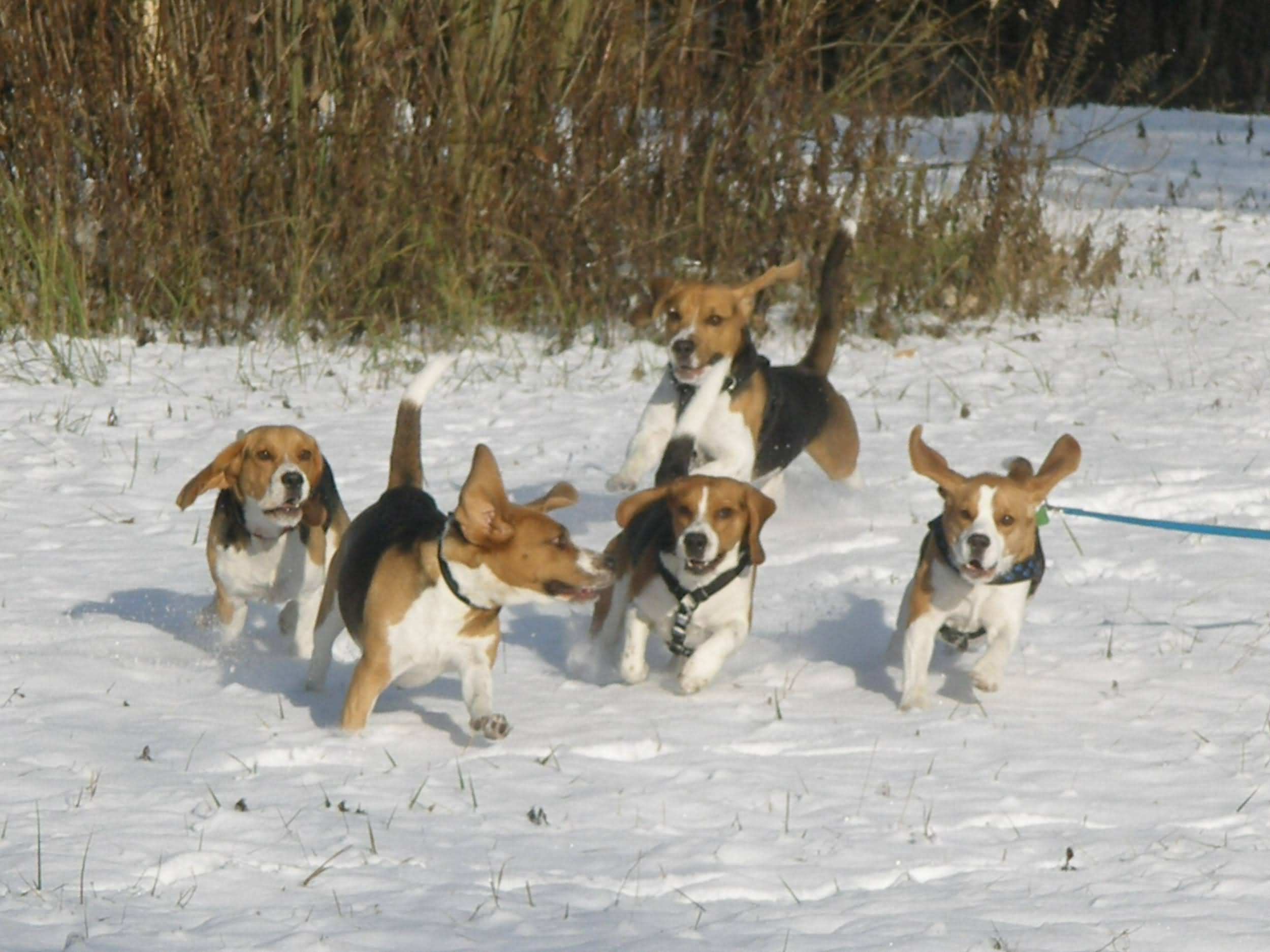 Beagle Dogs Playing In Snow