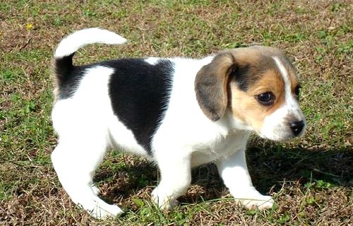 Beagle Mix Puppy Picture