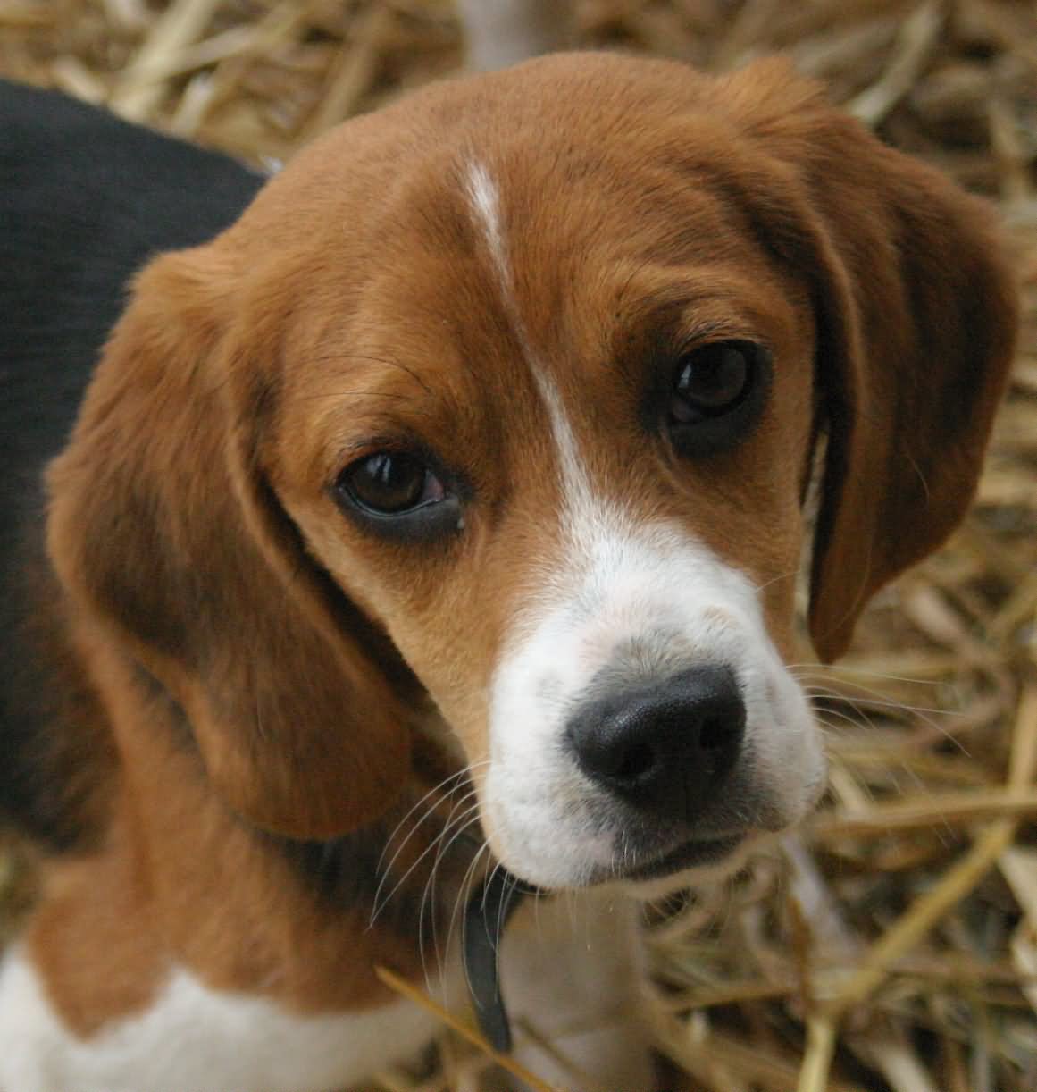 Beagle Puppy Face Photo