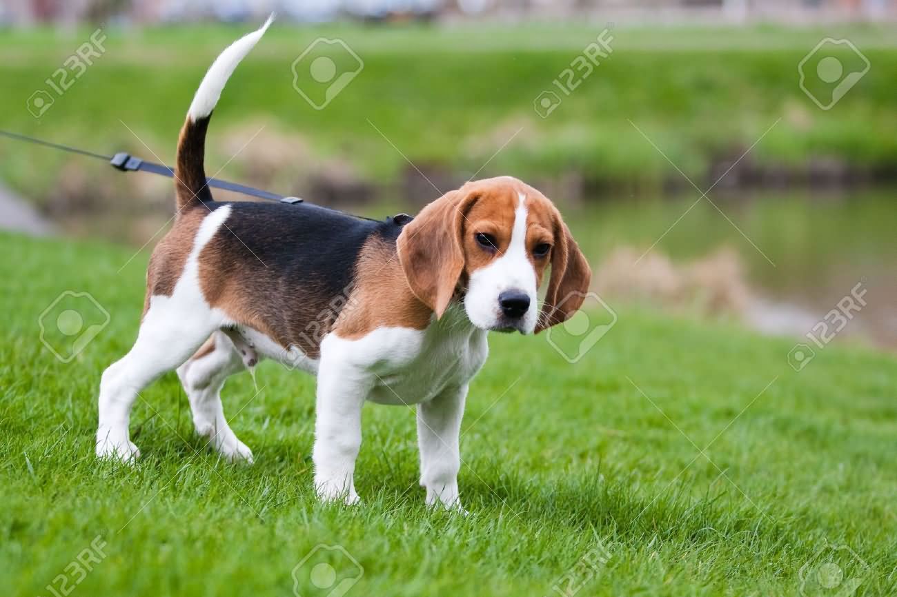 Beagle Puppy In Park