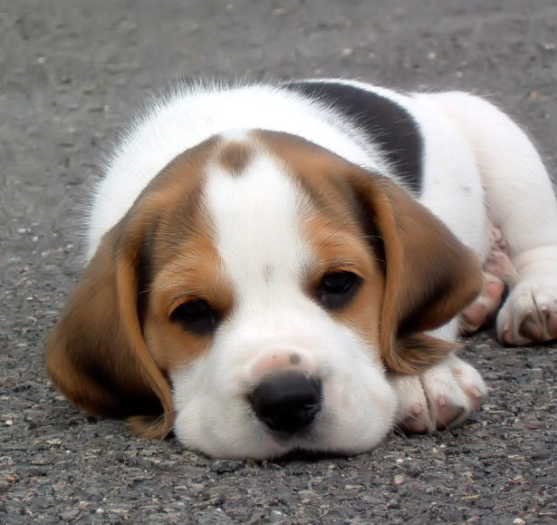 Beagle Puppy Laying On Road