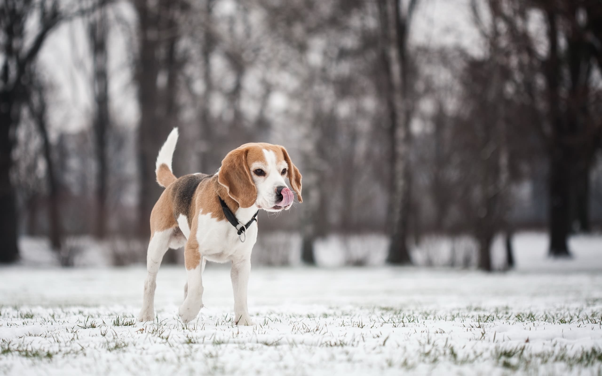 Beagle Puppy On Snow