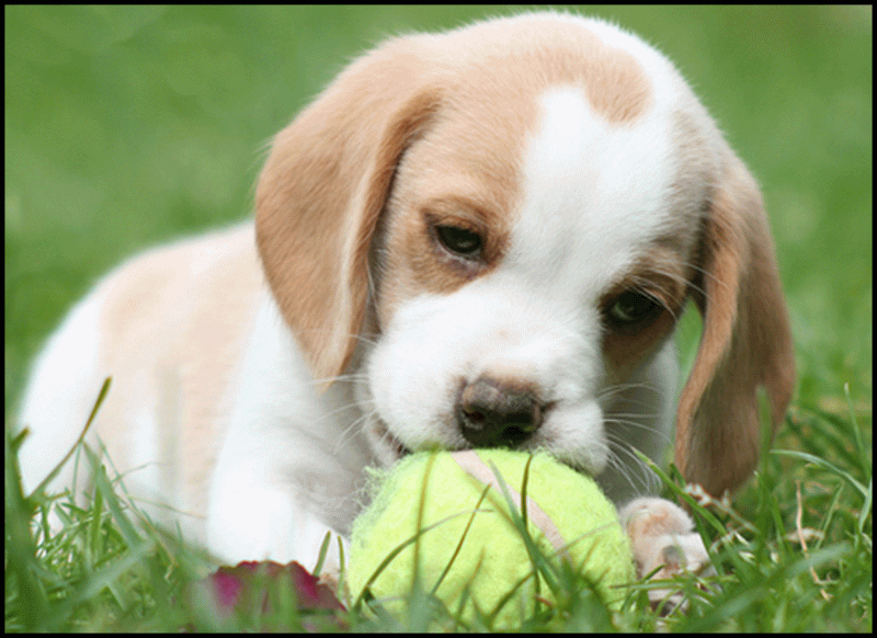 Beagle Puppy Playing With Ball Sitting On Grass