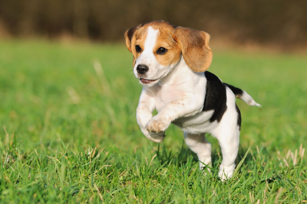 Beagle Puppy Running In Park