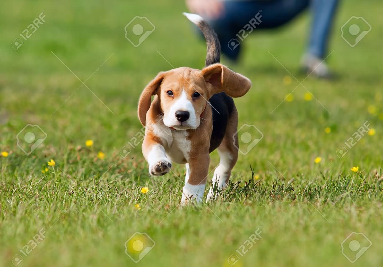 Beagle Puppy Running On Garden