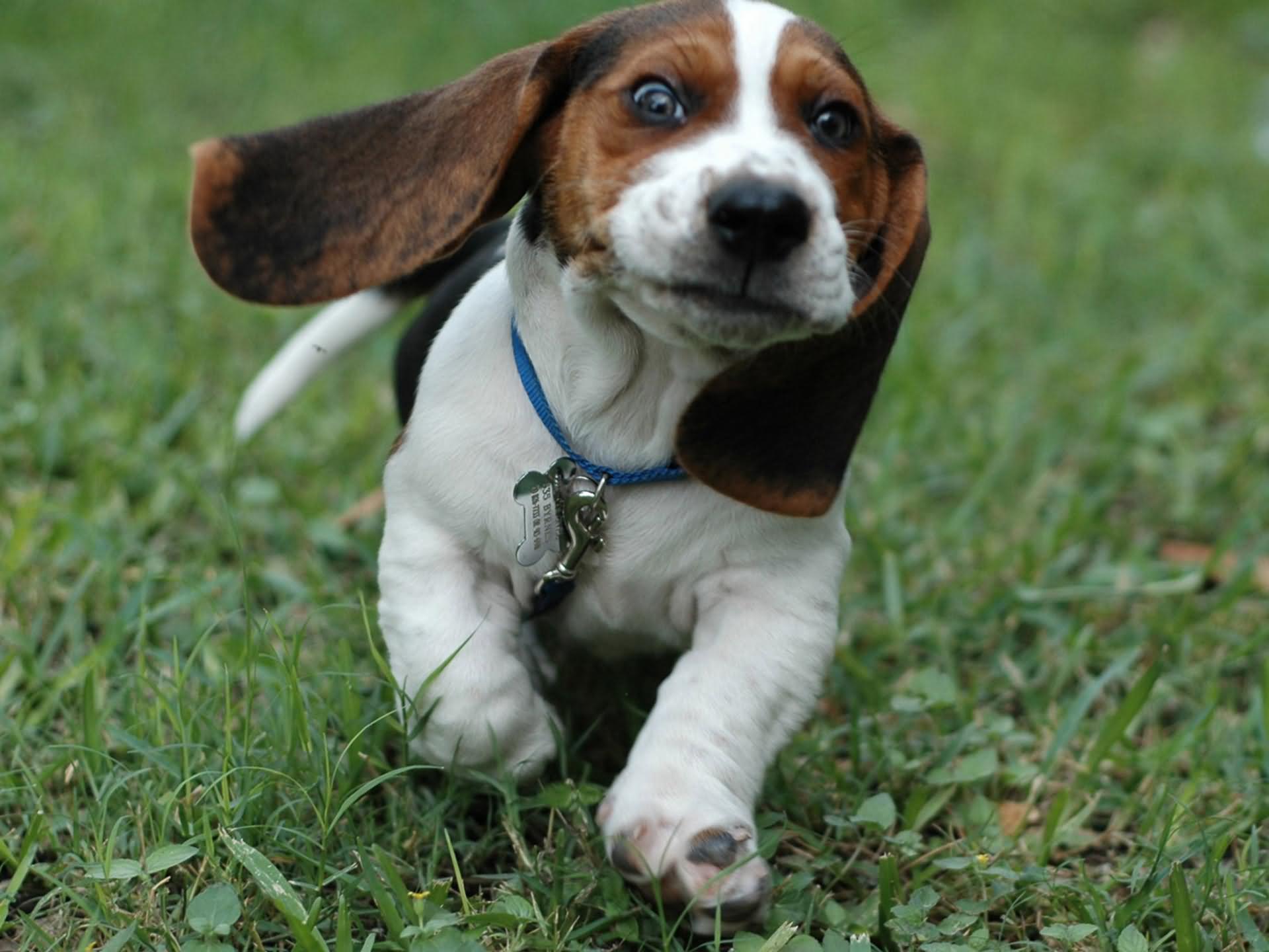 Beagle Puppy Running On Grass