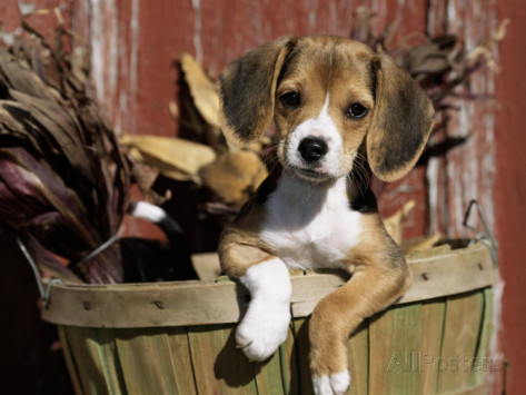 Beagle Puppy Sitting In Basket