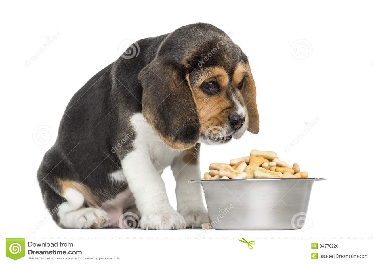 Beagle Puppy Sitting In Front Of Dog Food Bowl