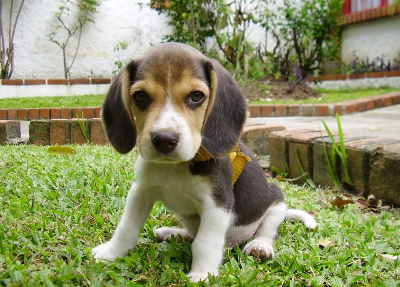 Beagle Puppy Sitting In Garden