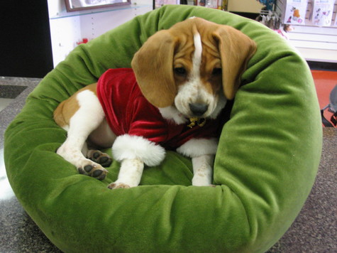 Beagle Puppy Sitting On Bean Bag