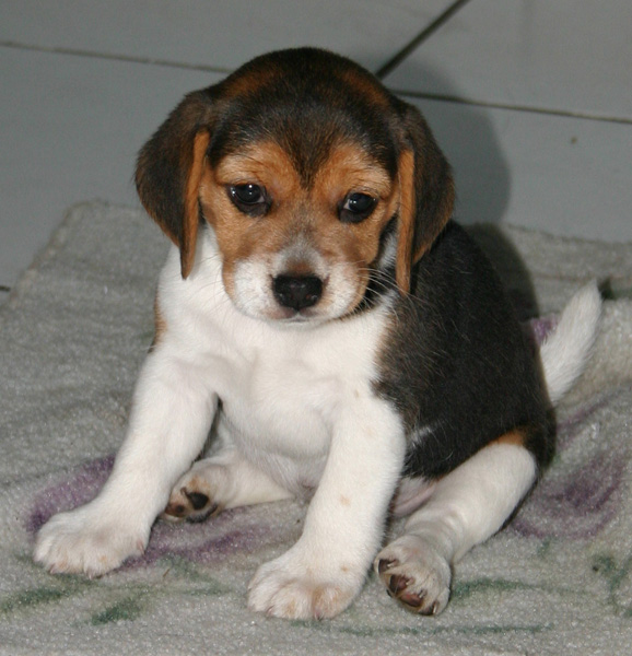 Beagle Puppy Sitting On Bed