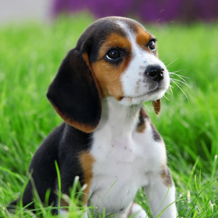 Beagle Puppy Sitting On Grass