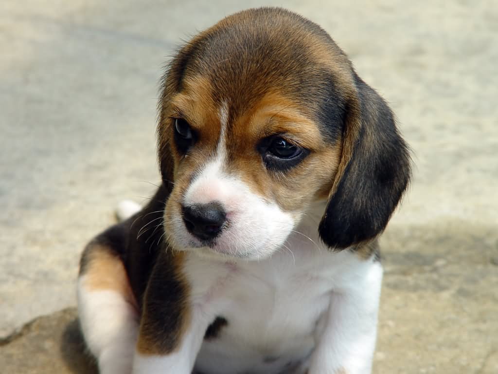 Beagle Puppy Sitting On Road Photo