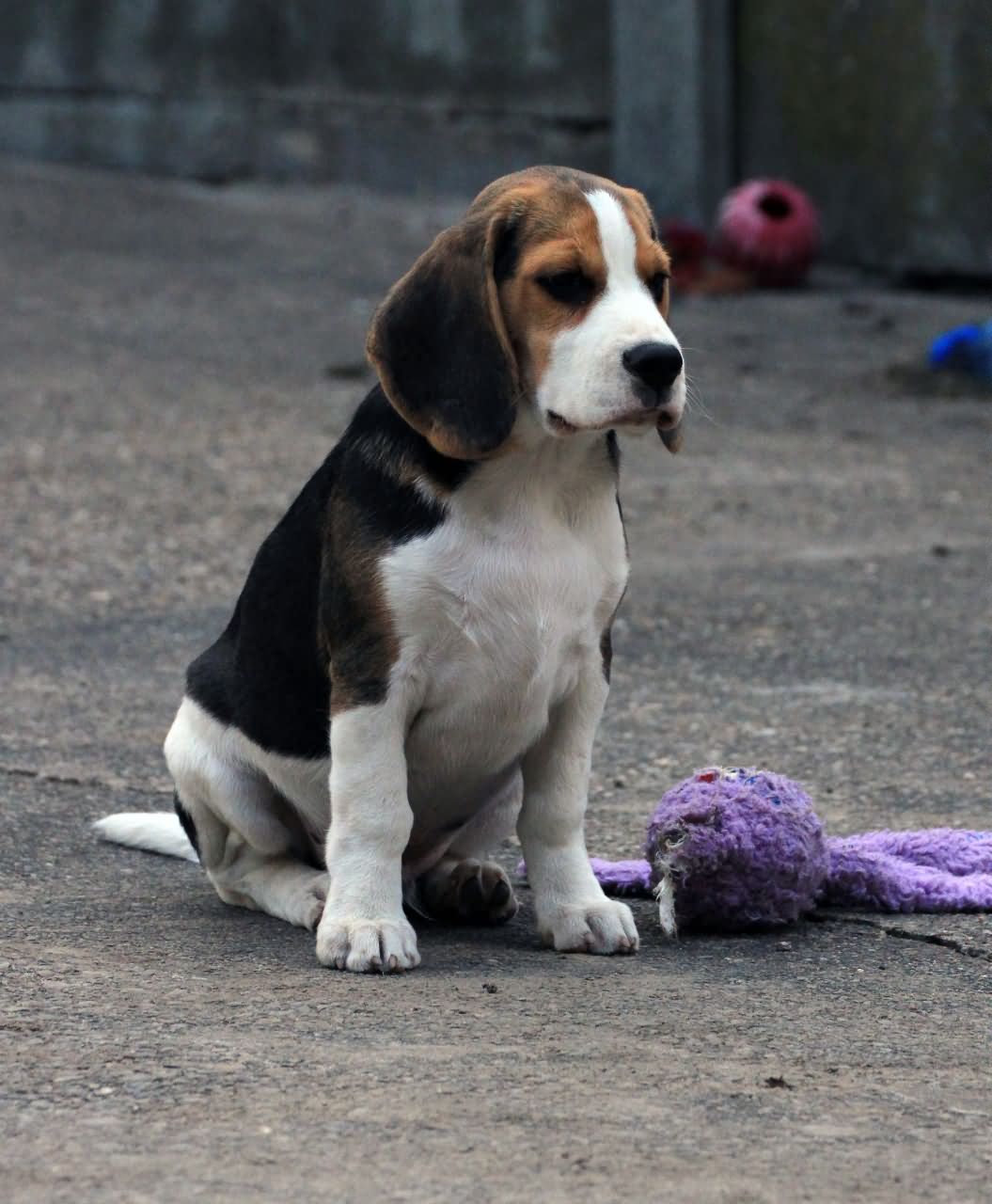Beagle Puppy Sitting On Road