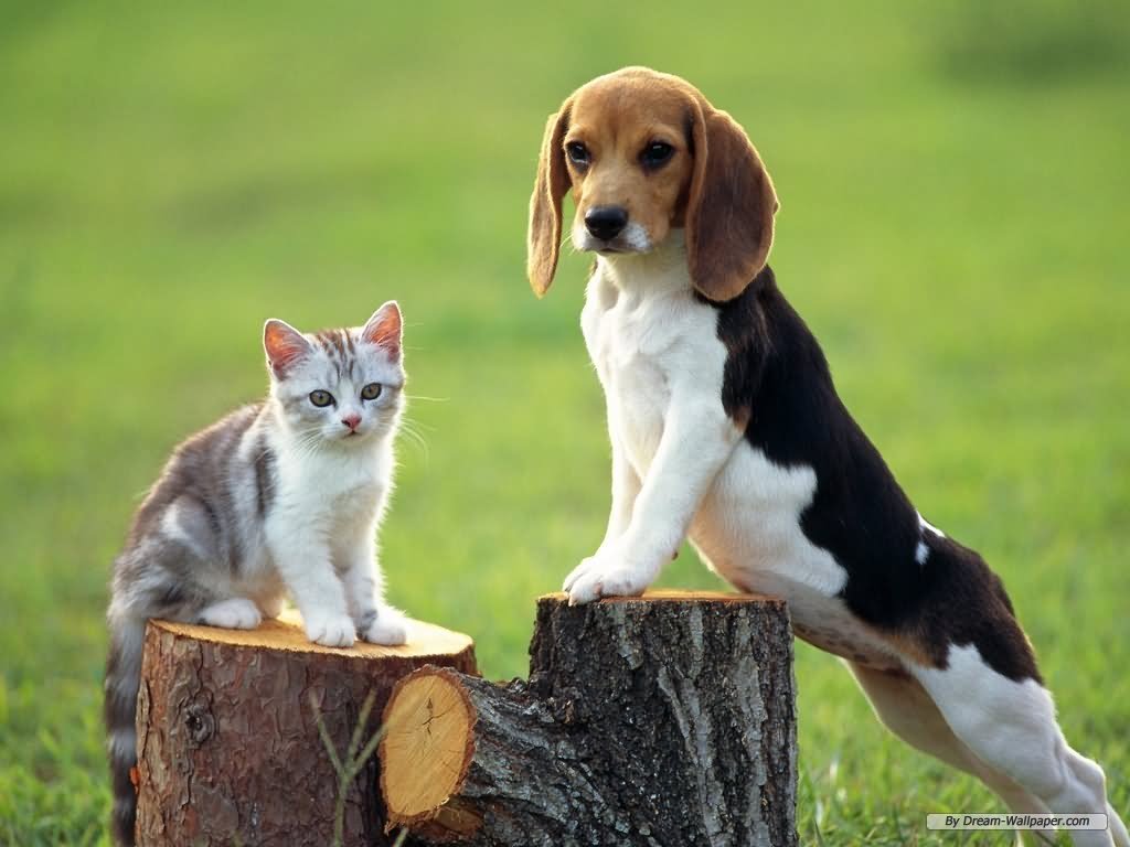 Beagle Puppy With Cat Outside Picture