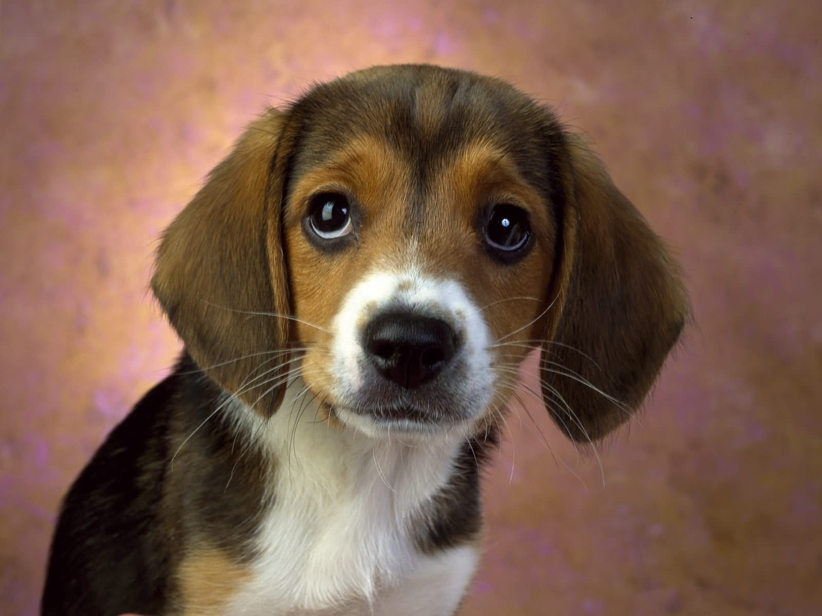 Beautiful Beagle Puppy Face Picture