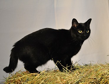 Beautiful Black Bombay Cat