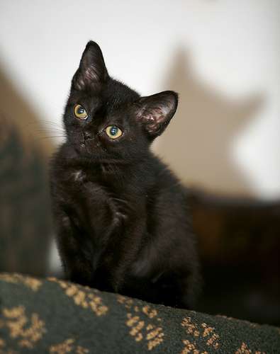 Beautiful Bombay Kitten Picture