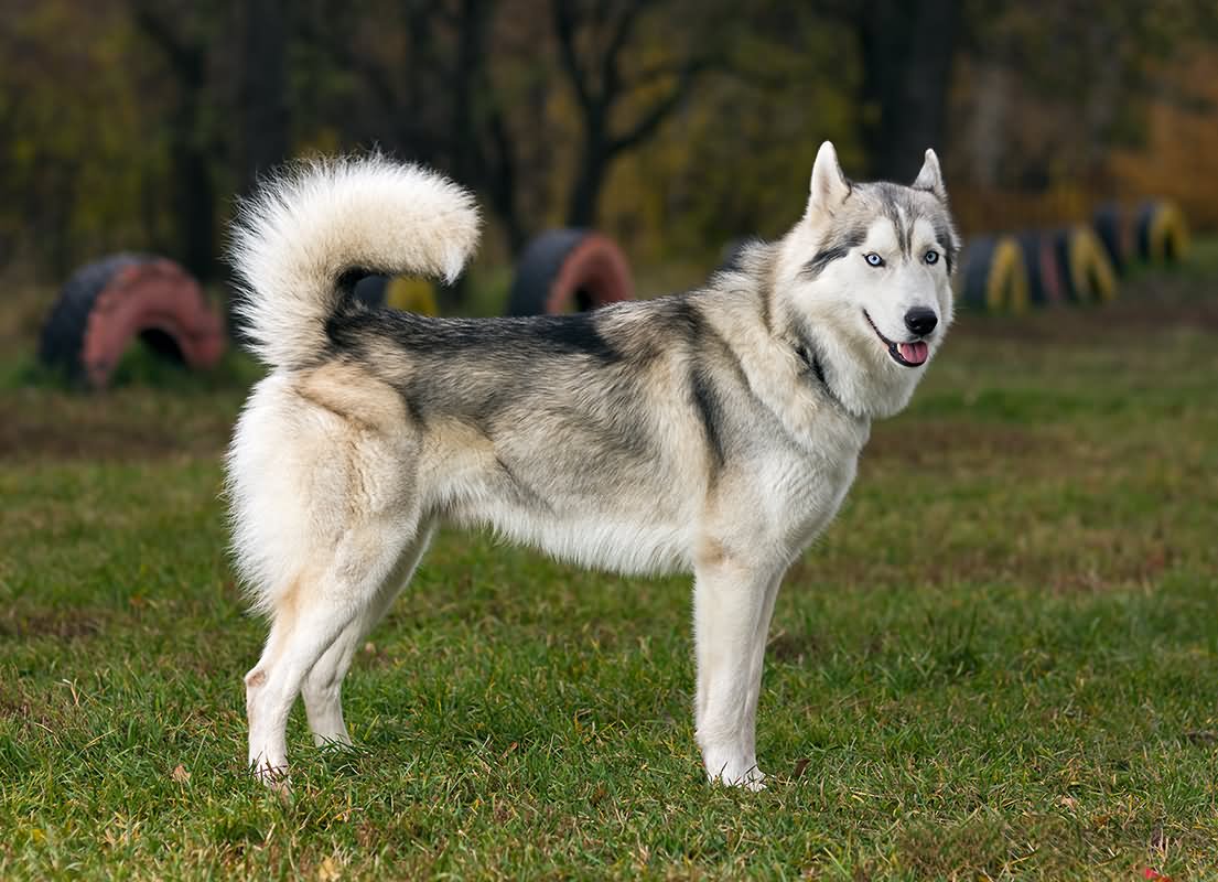 Beautiful Full Grown Siberian Husky Dog