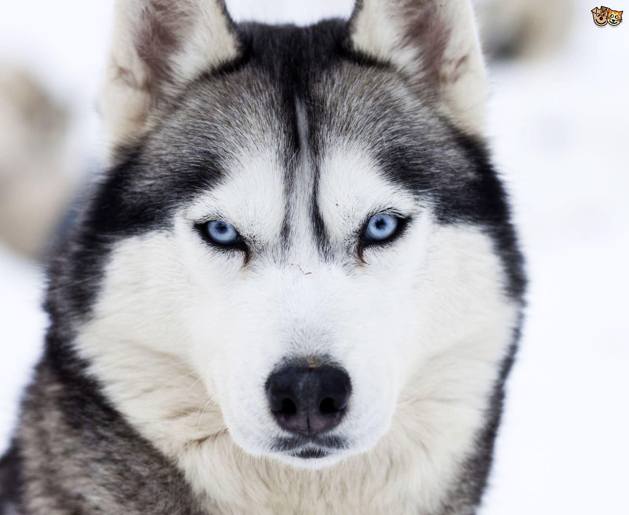 Beautiful Siberian Husky Dog Face Closeup Picture