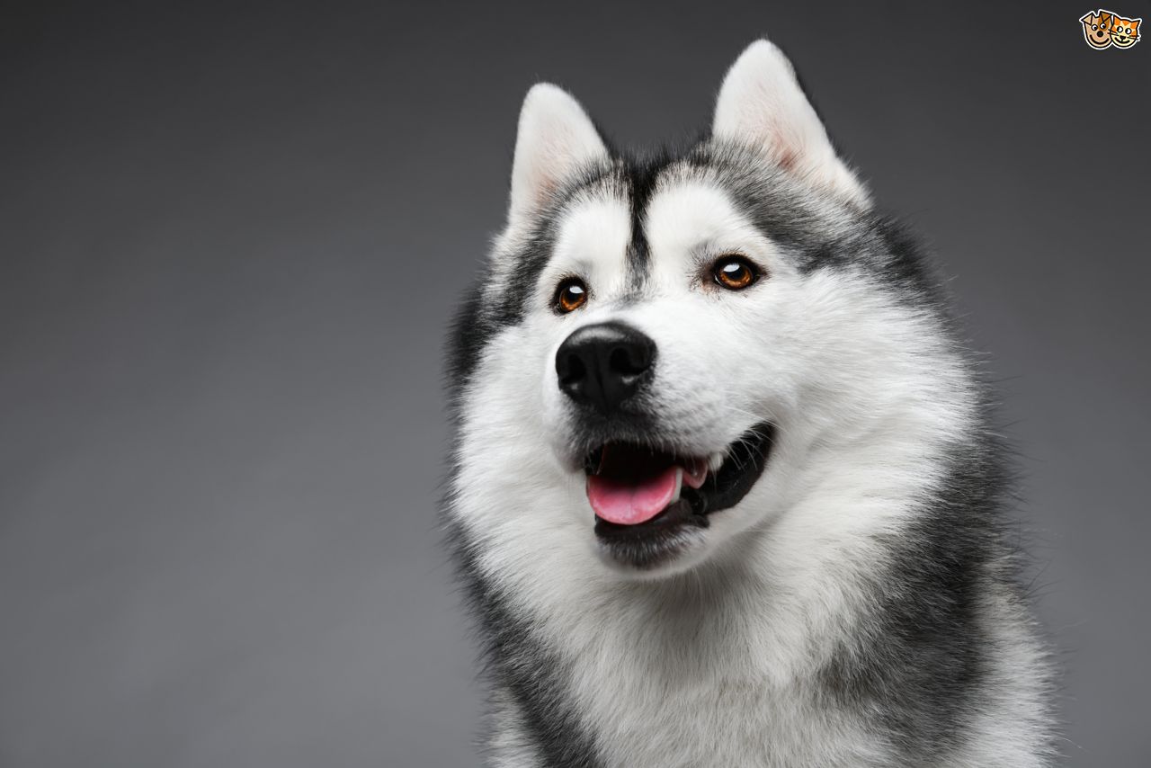 Beautiful Siberian Husky Dog Face
