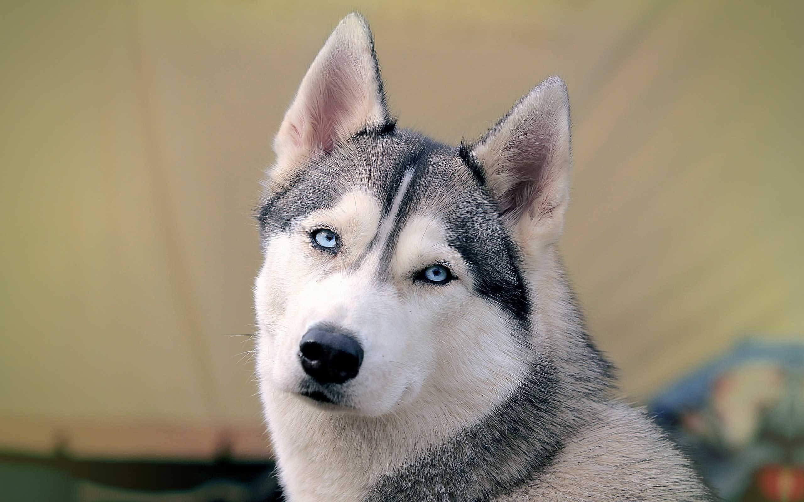 Beautiful Siberian Husky Dog Picture