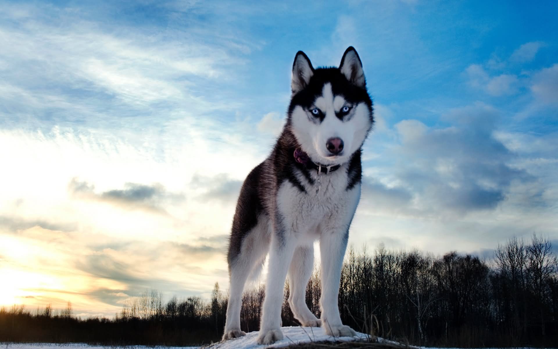 Beautiful Siberian Husky Dog