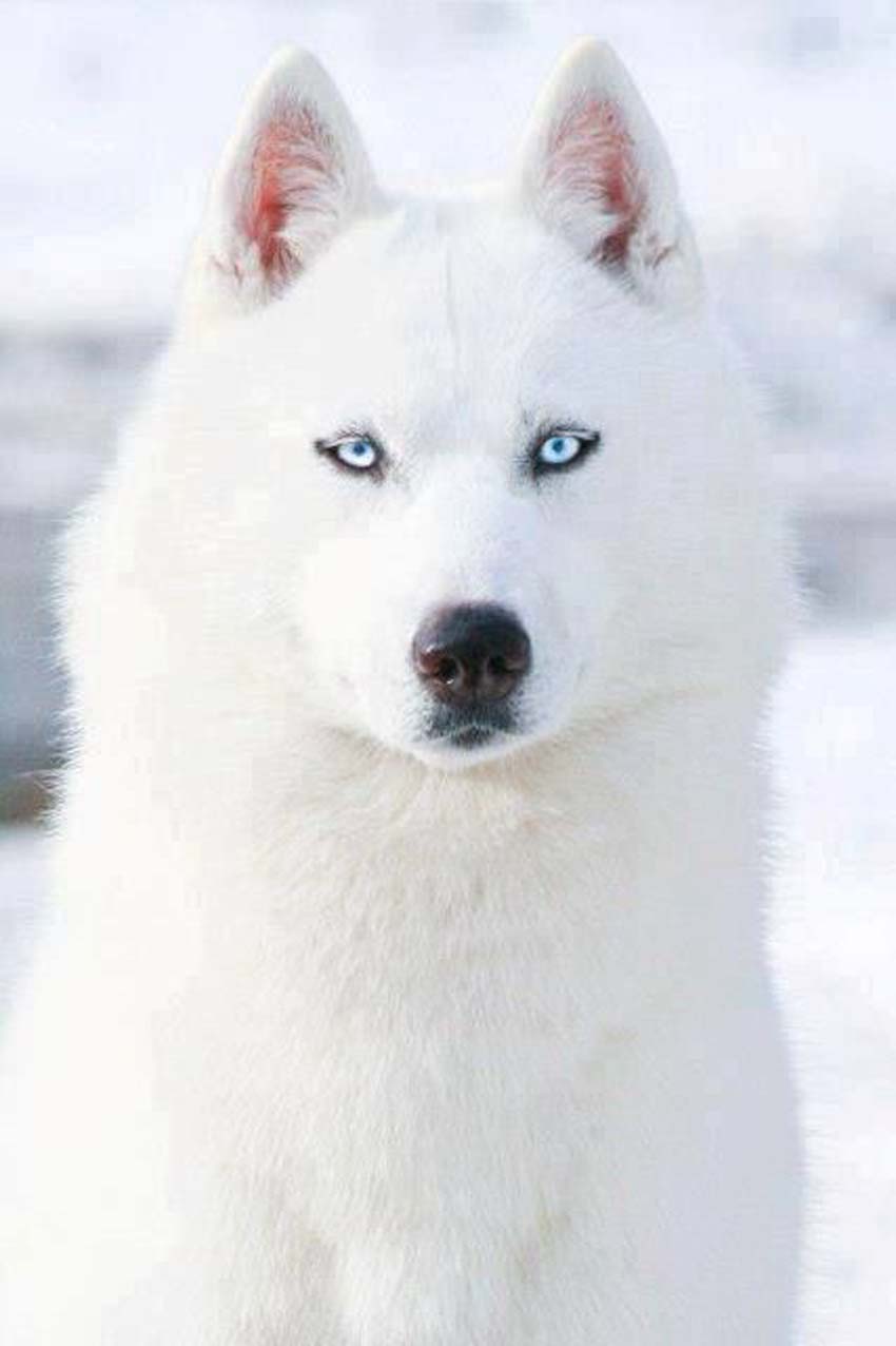 Beautiful White Siberian Husky Dog