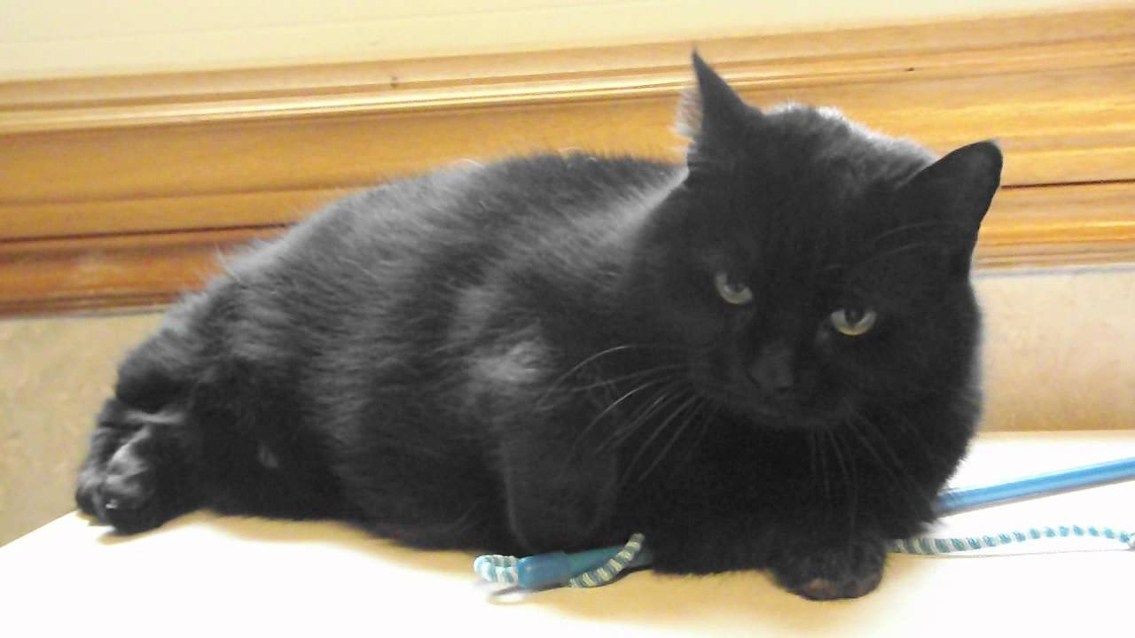 Big Beautiful Black Bombay Cat