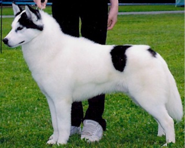 Black And White Bridle Siberian Husky Dog