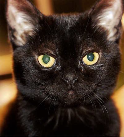 Black Bombay Cat Face Picture