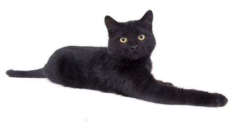 Black Bombay Cat Laying