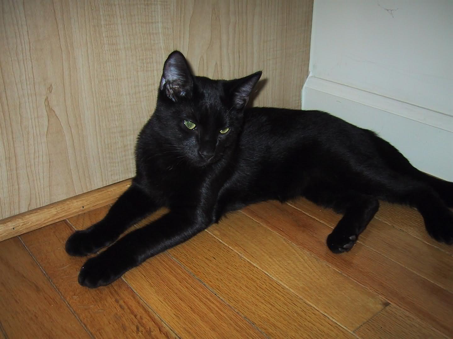 Black Bombay Cat Sitting In Corner