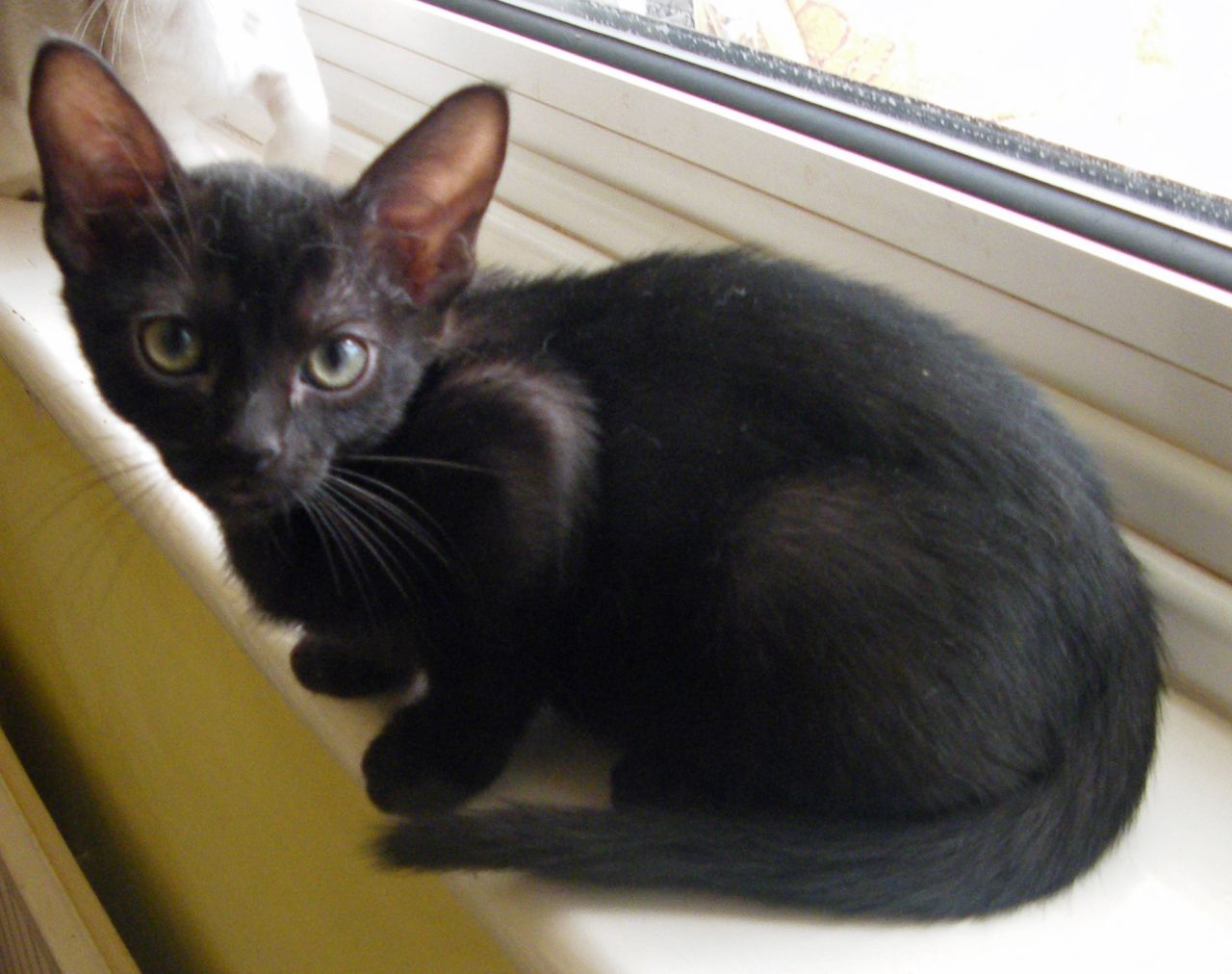 Bombay Cat For Sale Near Me