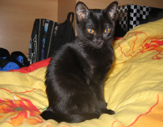 Black Bombay Cat Sitting On Bed