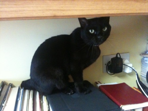 Black Bombay Cat Sitting On Study Table