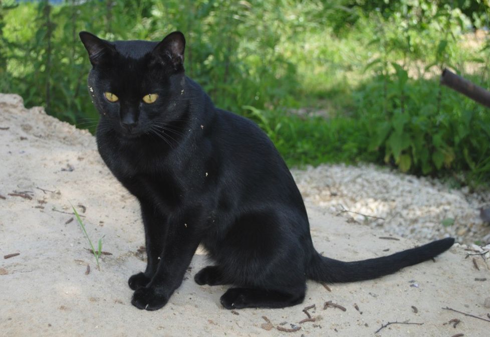 Black Bombay Cat Sitting Outside