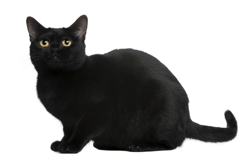 Black Bombay Cat Sitting Picture