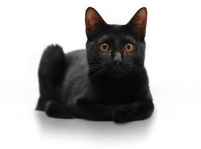 Black Bombay Cat Sitting
