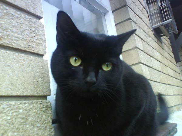 Black Bombay Cat Staring At Camera