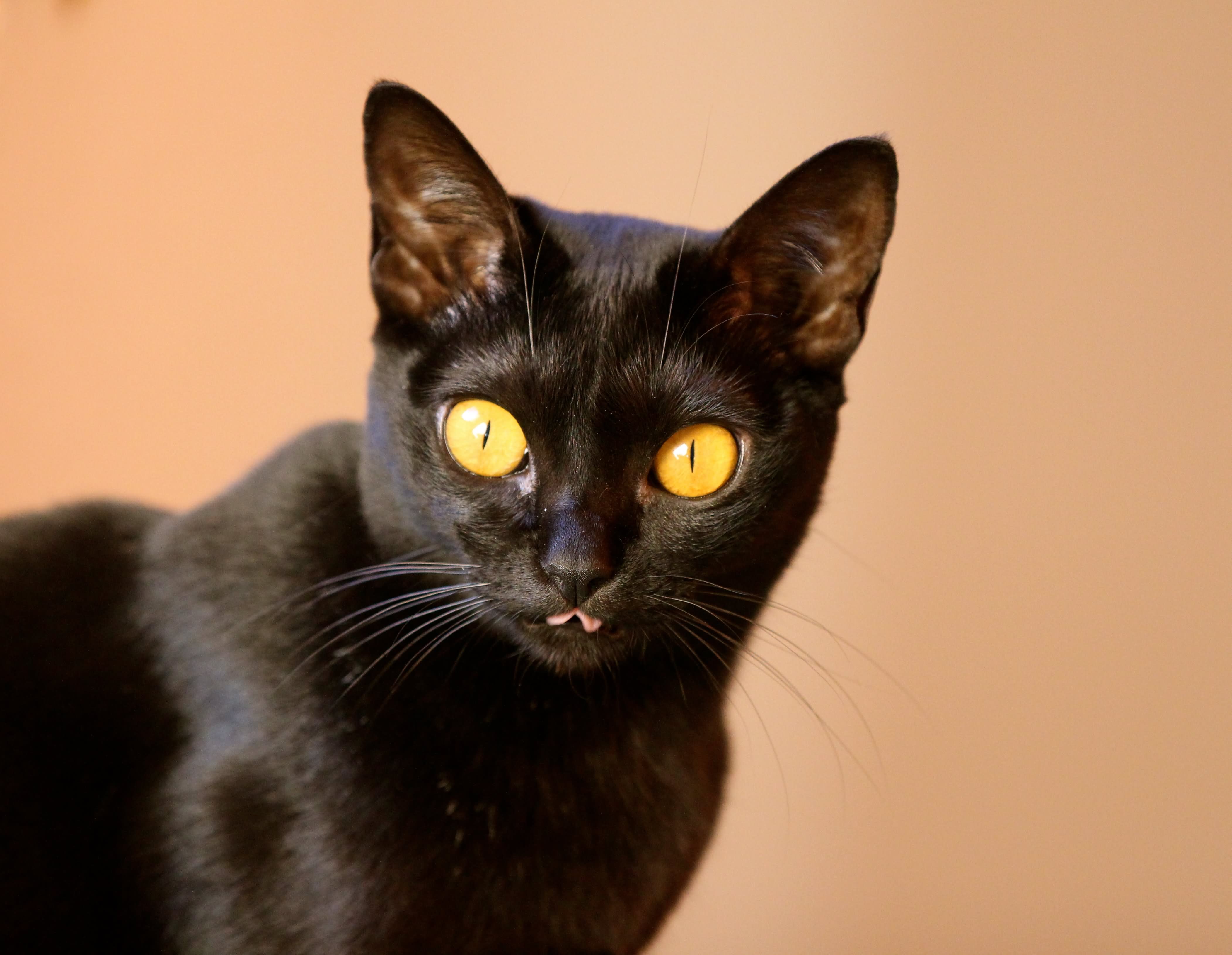 Black Bombay Cat With Yellow Eyes