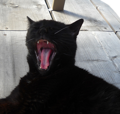 Black Bombay Cat Yawning