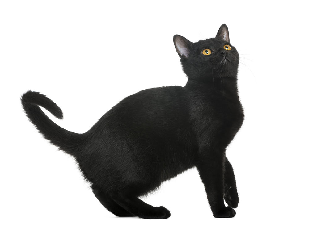 Black Bombay Kitten Looking Up Picture