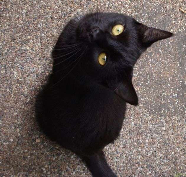 Black Bombay Kitten Looking Up