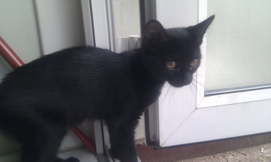 Black Bombay Kitten Picture